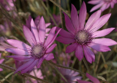 Saudades-de-pernambuco (Xeranthemum annuum)