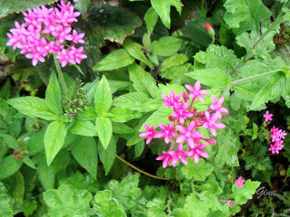 Show-de-estrelas (Pentas lanceolata)