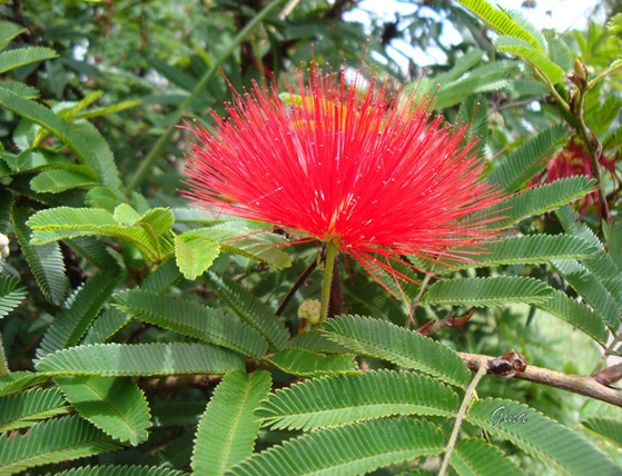 Esponjinha (Caliandra tweedii)