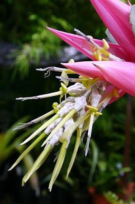 Corneta (Bilbergia zebrina)