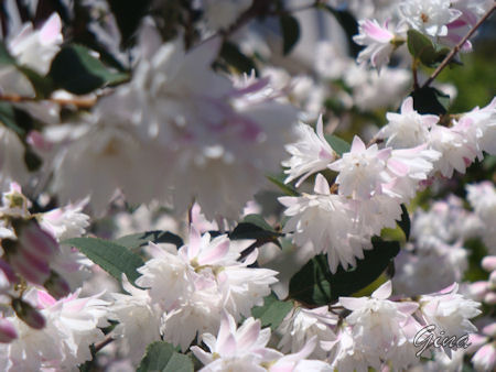 Deutzia scabra (celinda)