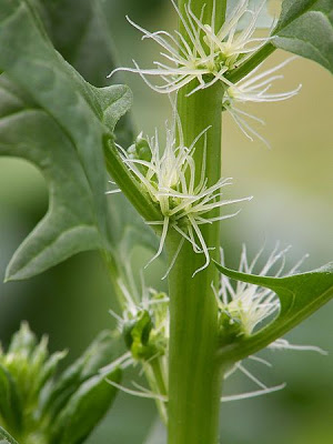 Flor do espinafre (Spinacia oleracea)