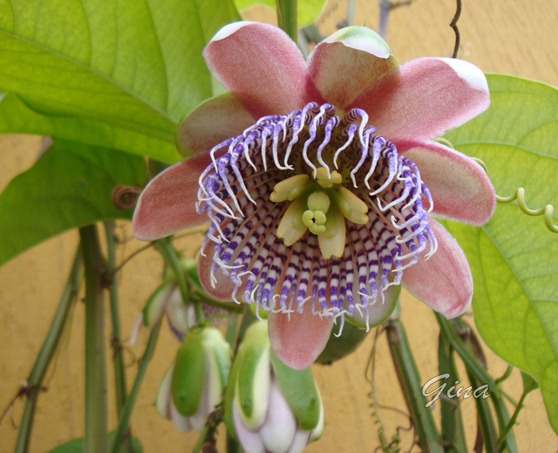 Flor do maracujá (Passiflora)