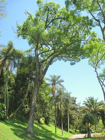 Jequitibá-rosa (Cariniana legalis)