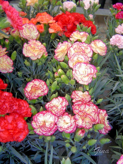 Cravo (Dianthus caryophyllus)