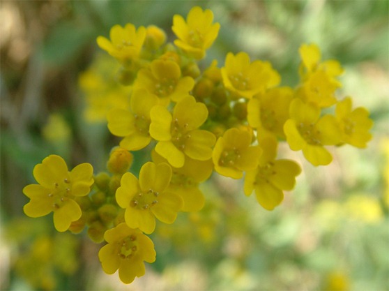 Cesto-de-ouro (Aurinia saxatilis)