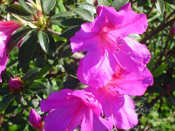 Azaleia (Rhododendron simsii)