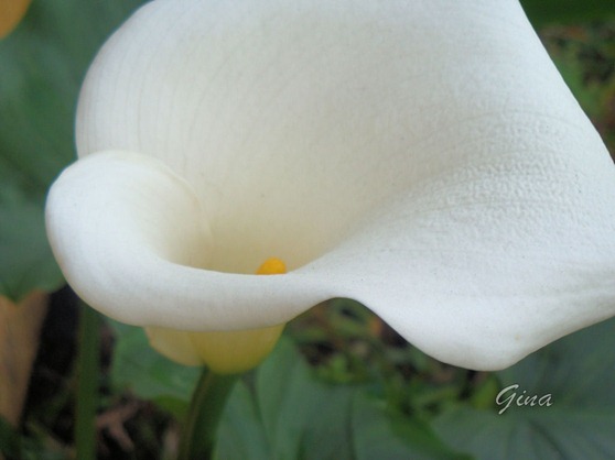 Copo-de-leite branco (Zantedeschia aethiopica)