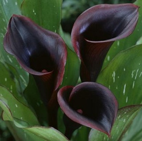 Copo-de-leite pérola negra (Zantedeschia black pearl)