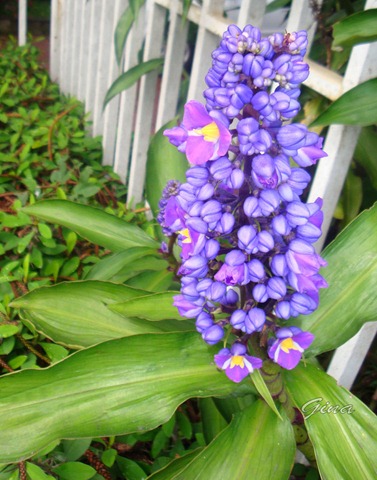 Gengibre-azul (Dichorisandra thyrsiflora)