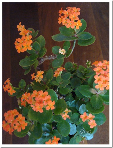 Flor-do-papai (Kalanchoe blossfeldiana)