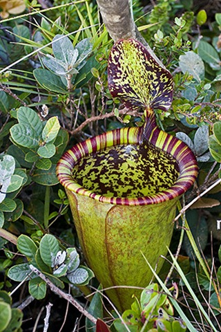 Planta carnívora Nepenthes attenboroughii