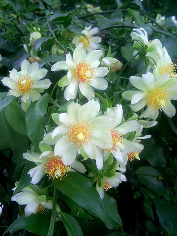 Ora-pro-nobis (Pereskia aculeata)