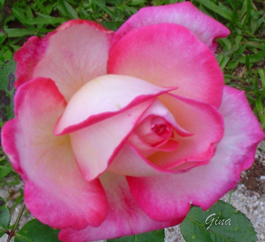 Rosa