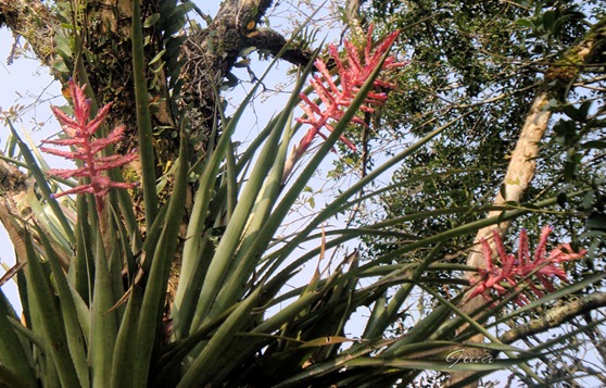 Bromélia Aechmea distichanta