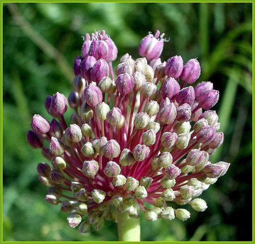 Flor do alho-poró (Allium porro)