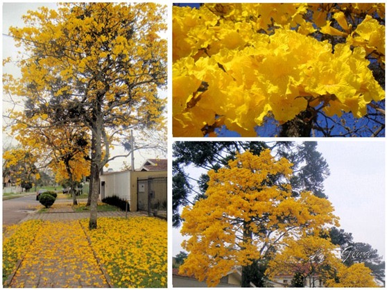 Ipê amarelo (Tabebuia chrysotricha)