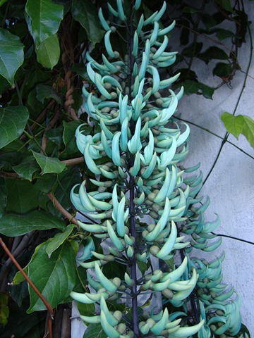 Trepadeira jade (Strongylodon macrobotrys)