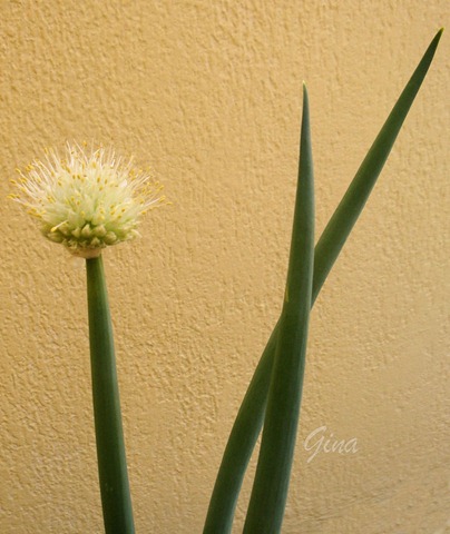 Flor da cebolinha