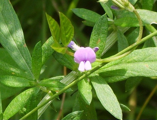 Flor da soja (Glycine max)