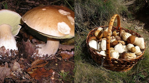 Boletus edulis