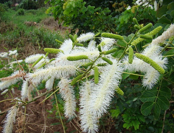 Sabiá (Mimosa caesalpiniaefolia)