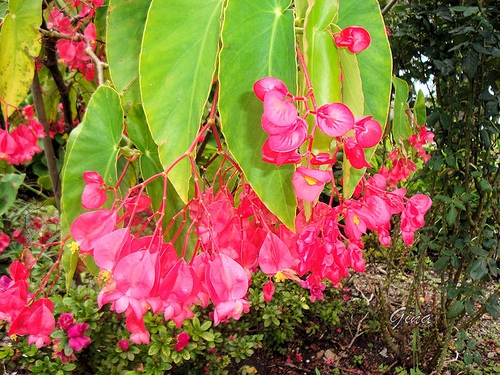 Begônia-asa-de-anjo (Begonia coccinea)