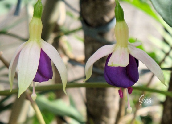 Brinco-de-princesa (Fuchsia hybrida)