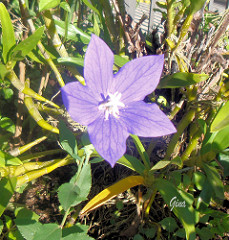 Estrela-de-belém (Campanula isophylla)