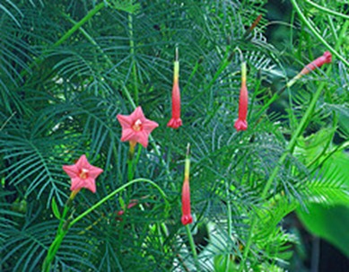 Cipó esqueleto (Ipomoea quamoclit)