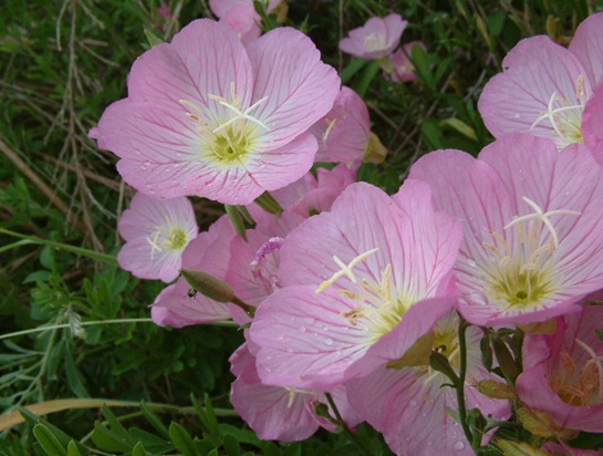 Gotas brancas de sol (Oenothera speciosa)