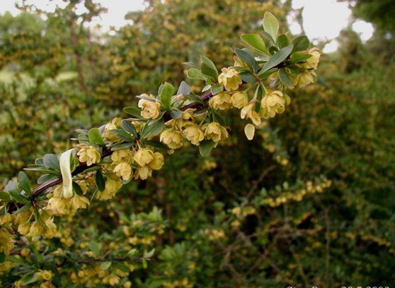Uva espim do Japão (Berberis thunbergii)