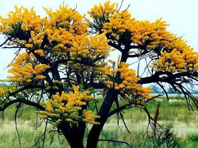 Árvore de natal australiana (Nuytsia floribunda)