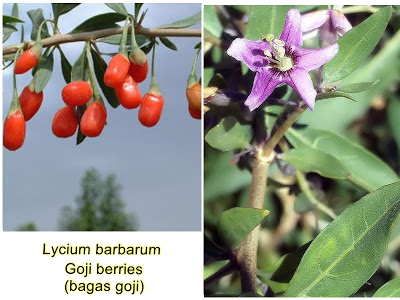 Baga goji (Lycium barbarum)