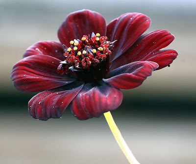 Cosmos chocolate (Cosmos atrosanguineus)