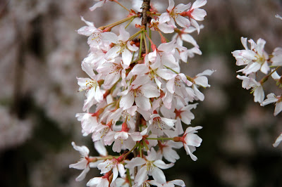 Flor da amendoeira (Prunus dulcis)