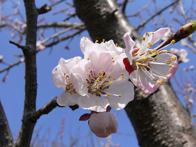 Flor do damasco (Prunus armeniaca)