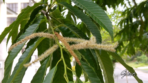 Flor da castanheira portuguesa