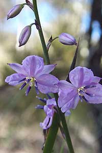 Lírio-chocolate (Arthropodium strictum)