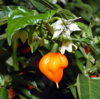 Pimenta biquinho (Capsicum chinense)