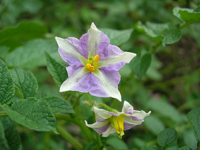 Solanum tuberosum