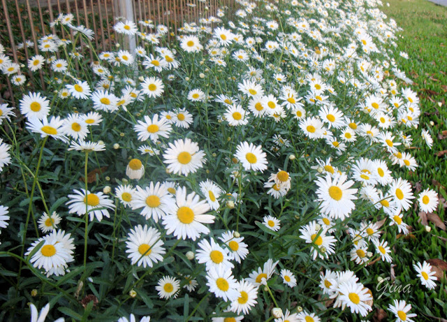 Margaridas (Chrysanthemum leucanthemum)