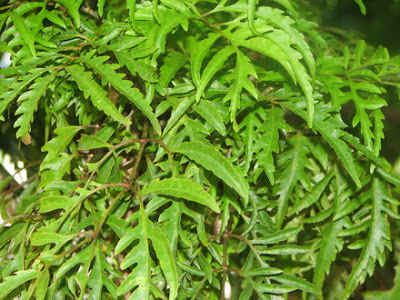 Árvore-da-felicidade (Polyscias fruticosa)