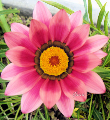 Gazania rigens (funcionária, gazânia)