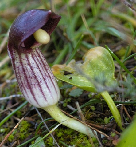 Arisarum vulgare - (capuz-de-frade)