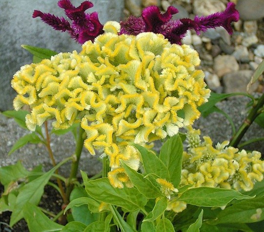 Celosia argentea cristata