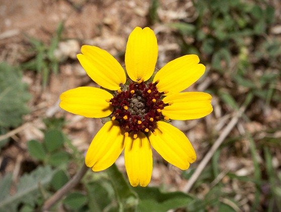 Kaldari 'Berlandiera lyrata chocolate daisy'