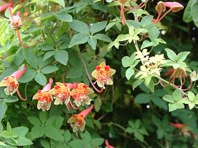 Trapaeolum pentaphyllum