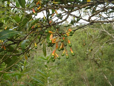 Ocotea puberula