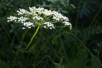 Pimpinella anisum